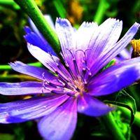 Layue Photography logo