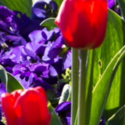 Hebrew to English Translation