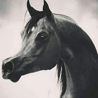 Mohamed Abed-ilhadi