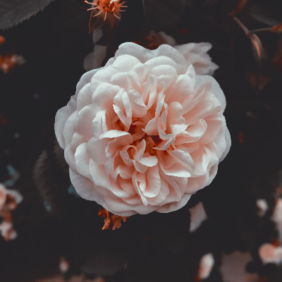 ריטוש תמונה/Photographer logo