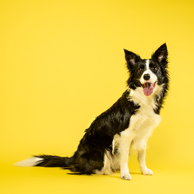 The border collie shop logo