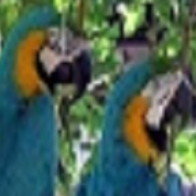 Drexel Parrots Farm Profile Image