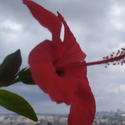 טניה פויירינג