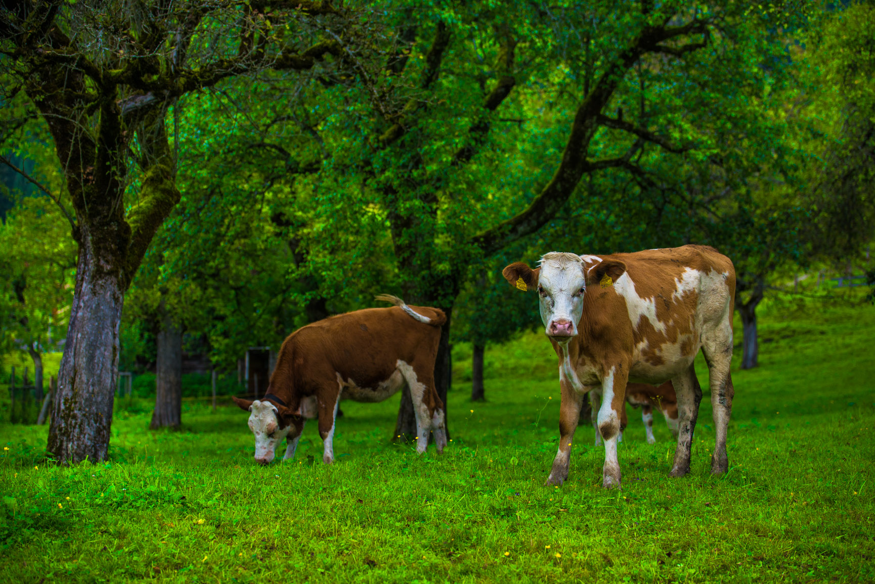 Entry 119005 in Animals by Ron Stollman Photography