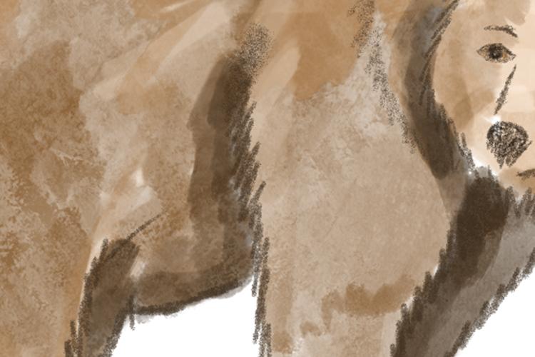 Open Zoomed Related Entry a-bear.jpg