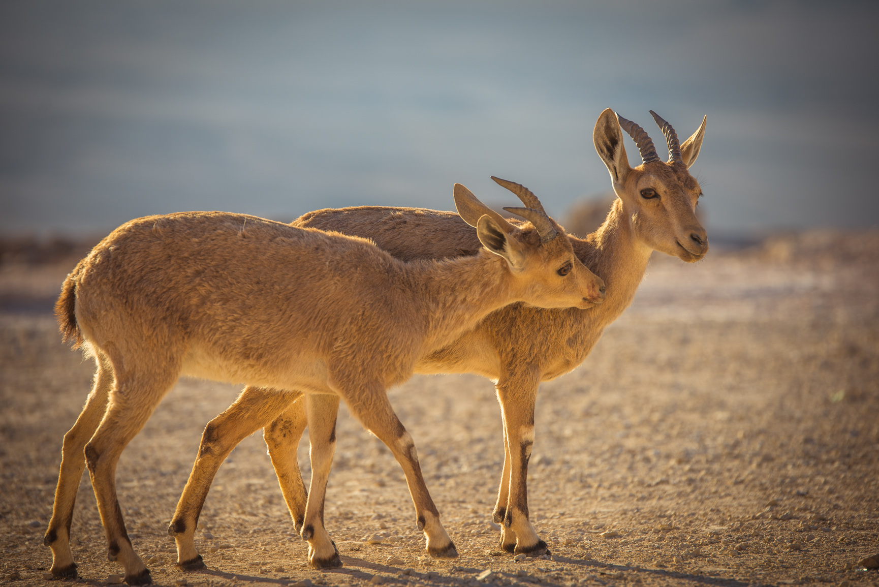 Entry 119006 in Animals by Ron Stollman Photography