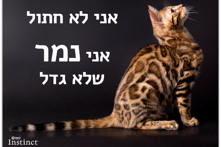 Open Entry 87285 in בעלי חיים :) by Orit Slama