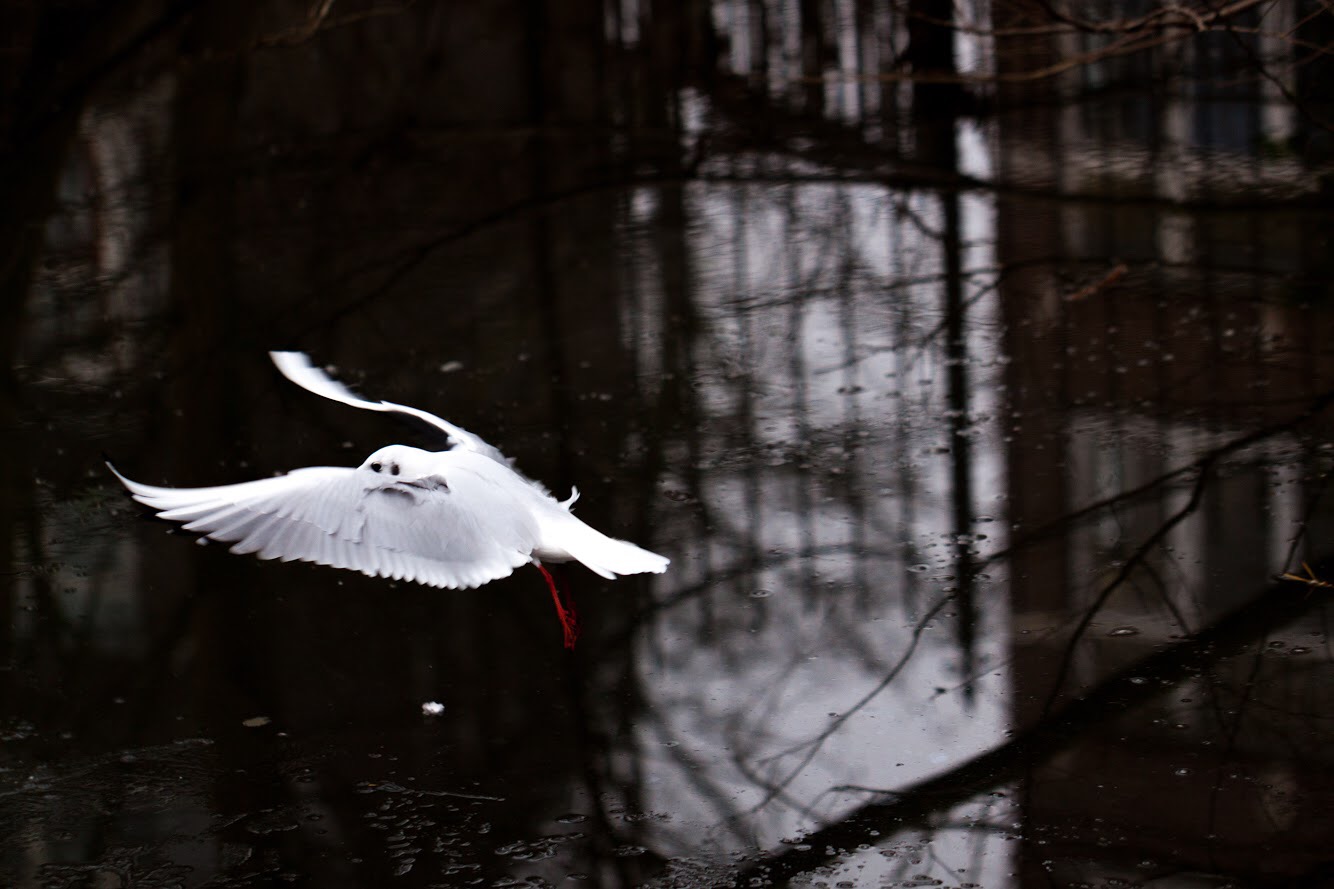 Entry 154696 in Photography by Creation Forest