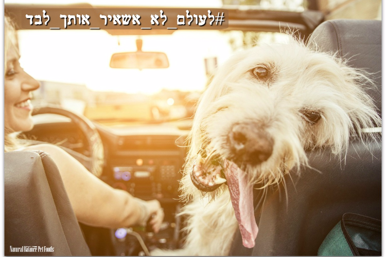 Open Entry 87282 in בעלי חיים :) by Orit Slama