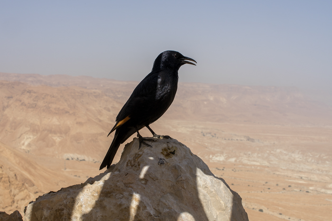 Entry 200010 in 10 days in Israel by Sofia Feiguelman