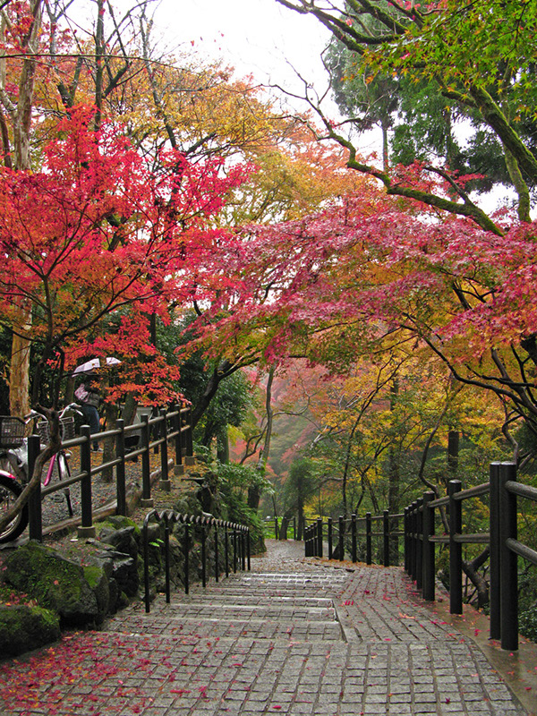 Entry 111302 in Japan Autumn leaves by Sweet-Art
