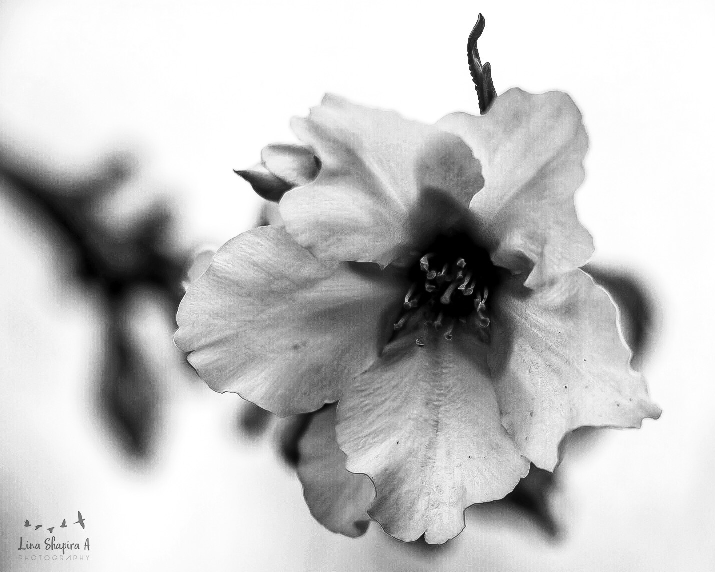 Entry 154020 in Portfolio by Lina Shapira A photography