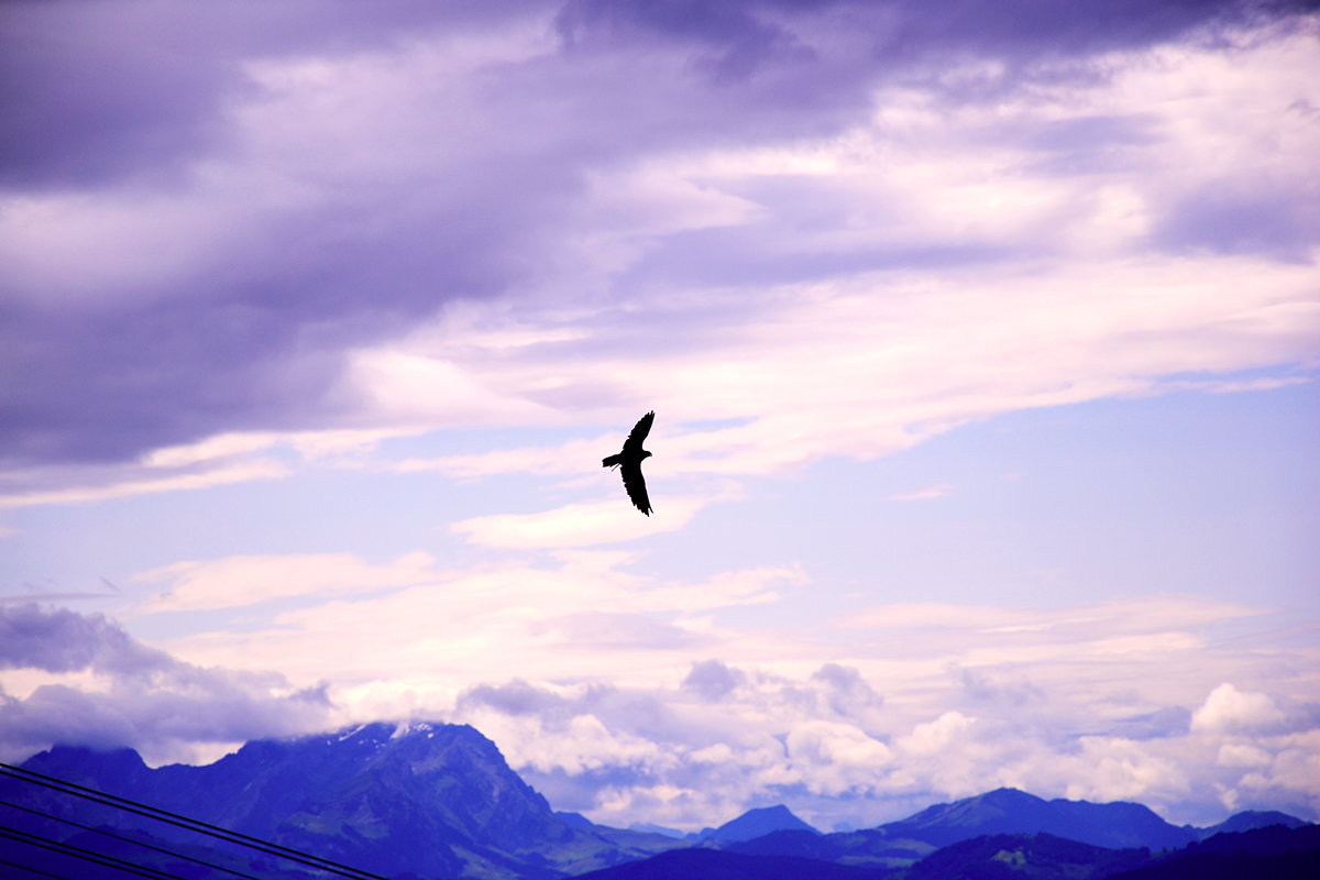 Entry 104375 in Photography American Eagle by DC DESIGNS