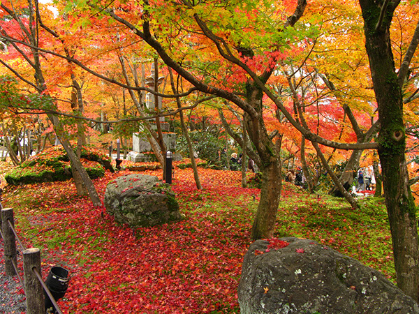 Entry 111278 in Japan Autumn leaves by Sweet-Art