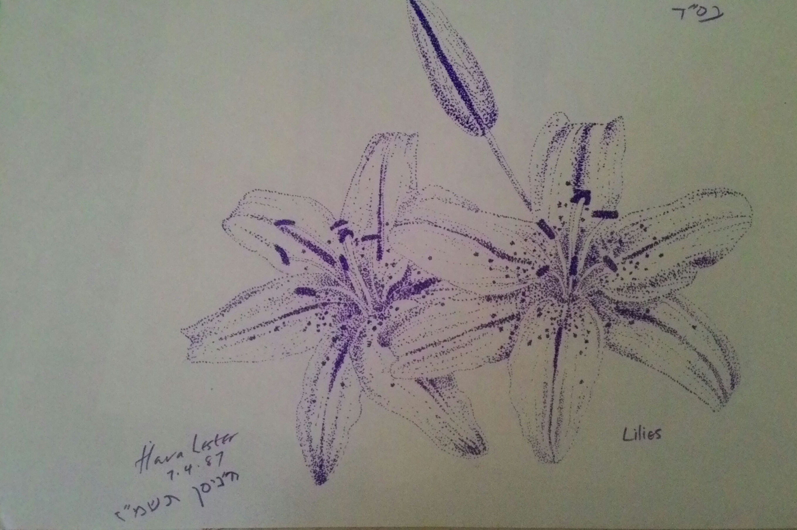 Entry 158595 in Portfolio by חוה אלבוים