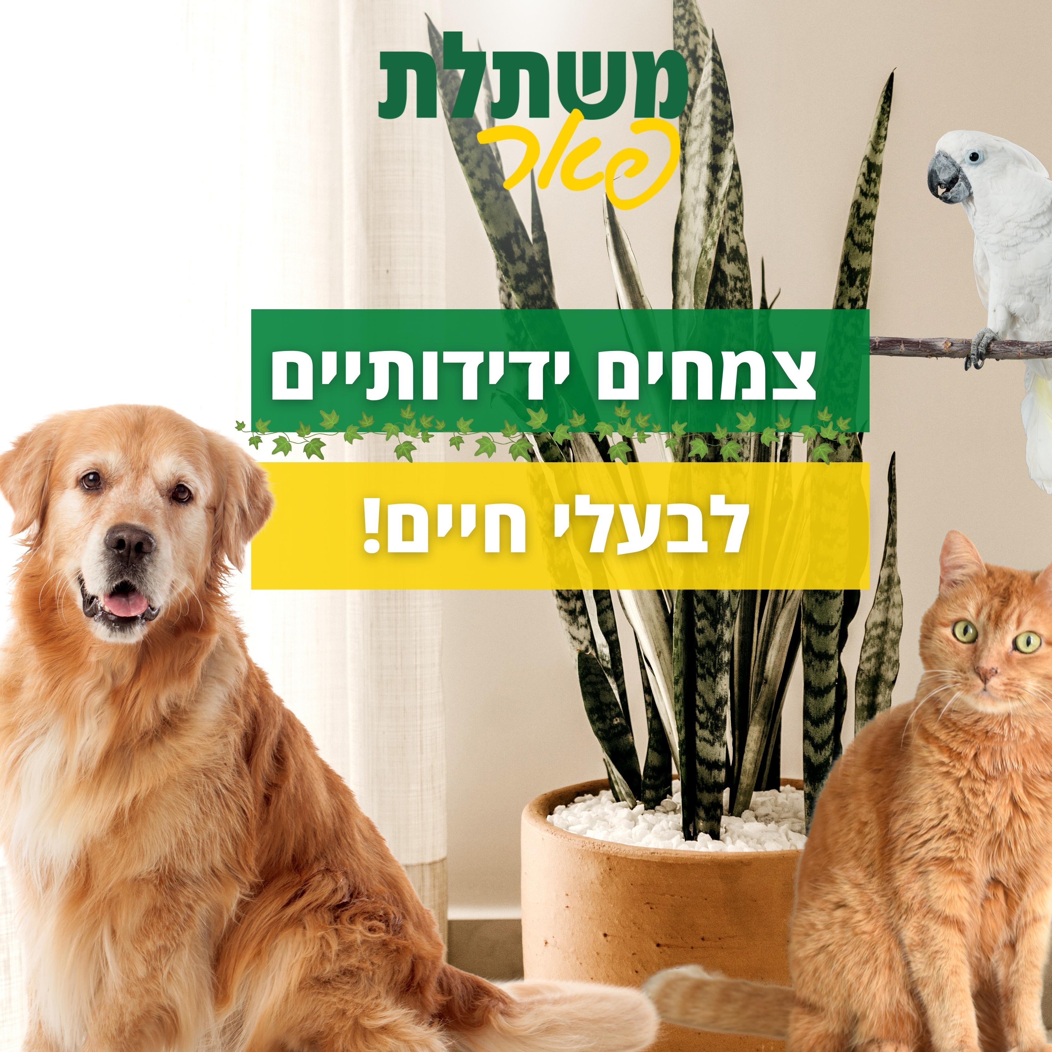 Entry 292219 in ניהול סושיאל ושיווק by studio 51