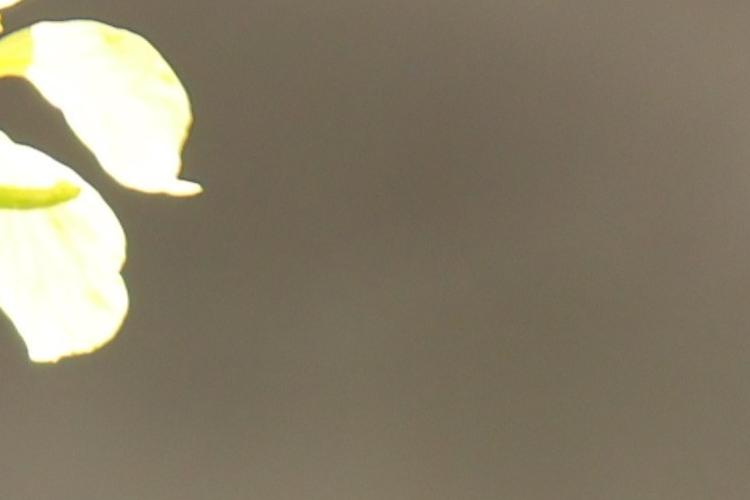 Open Zoomed Related Entry 28.JPG