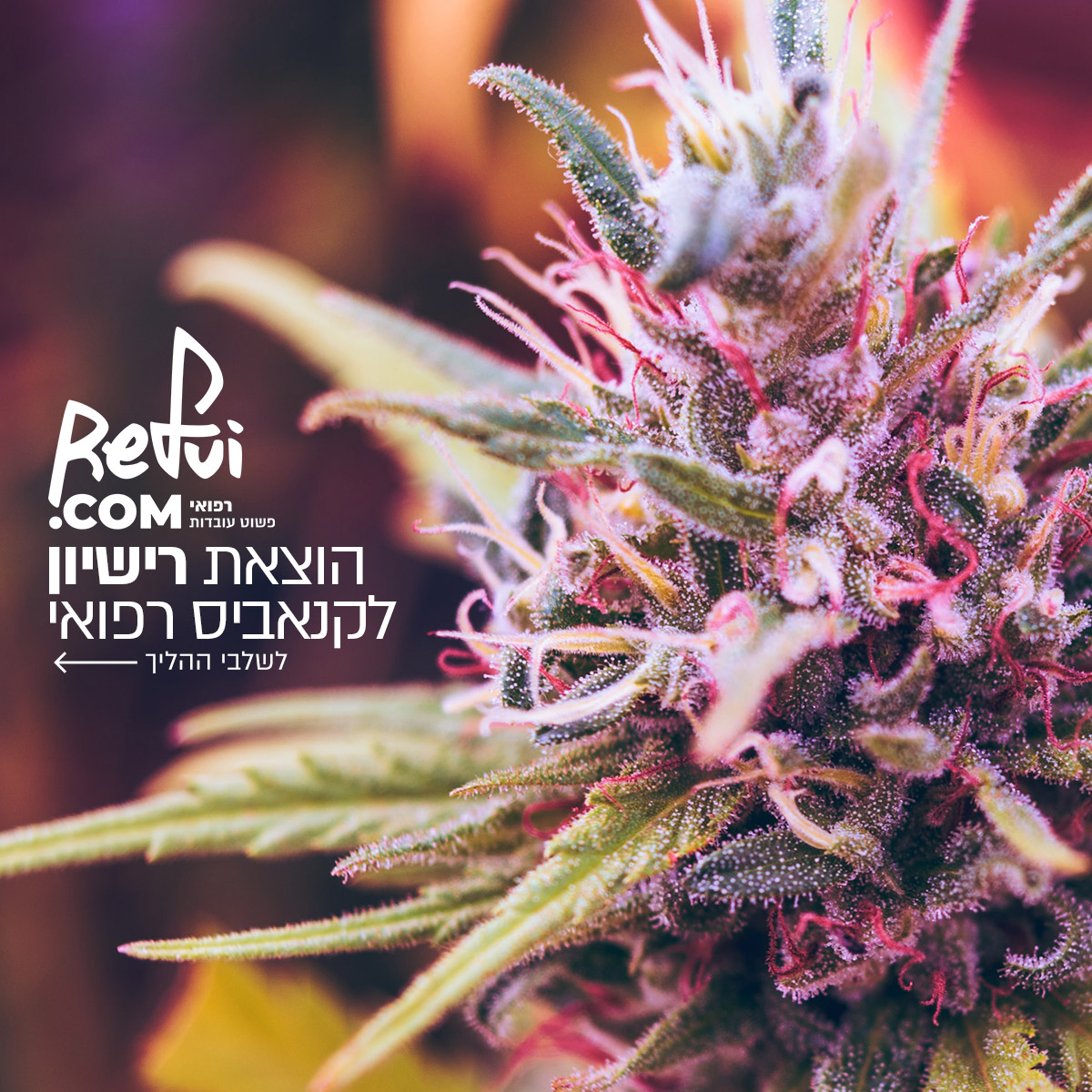 Entry 285493 in Portfolio by מעשינו