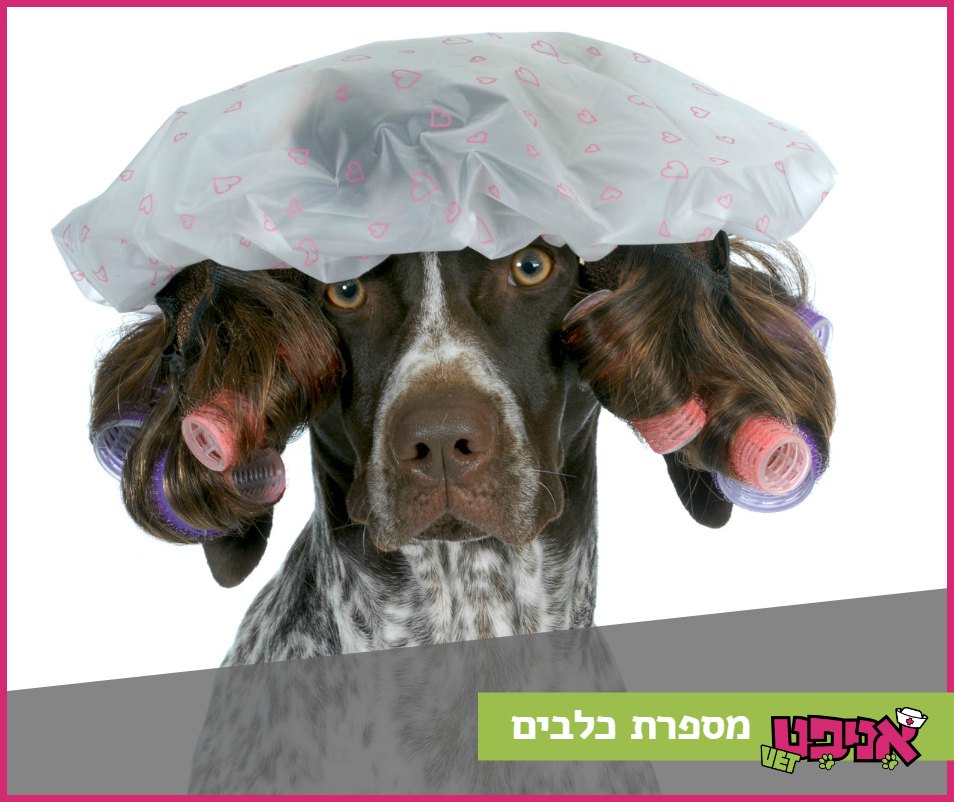Entry 110210 in בעלי חיים :) by Orit Slama