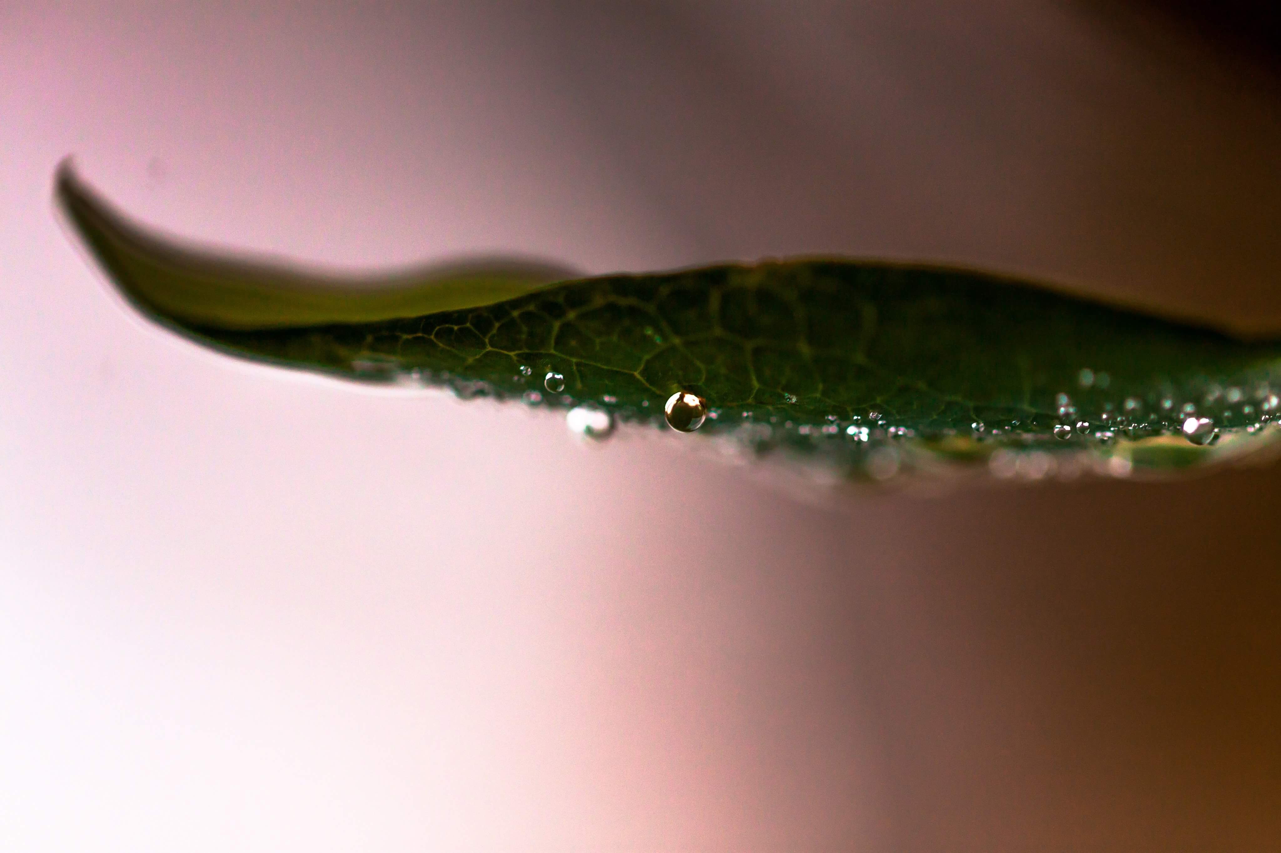 Entry 154704 in Photography by Creation Forest