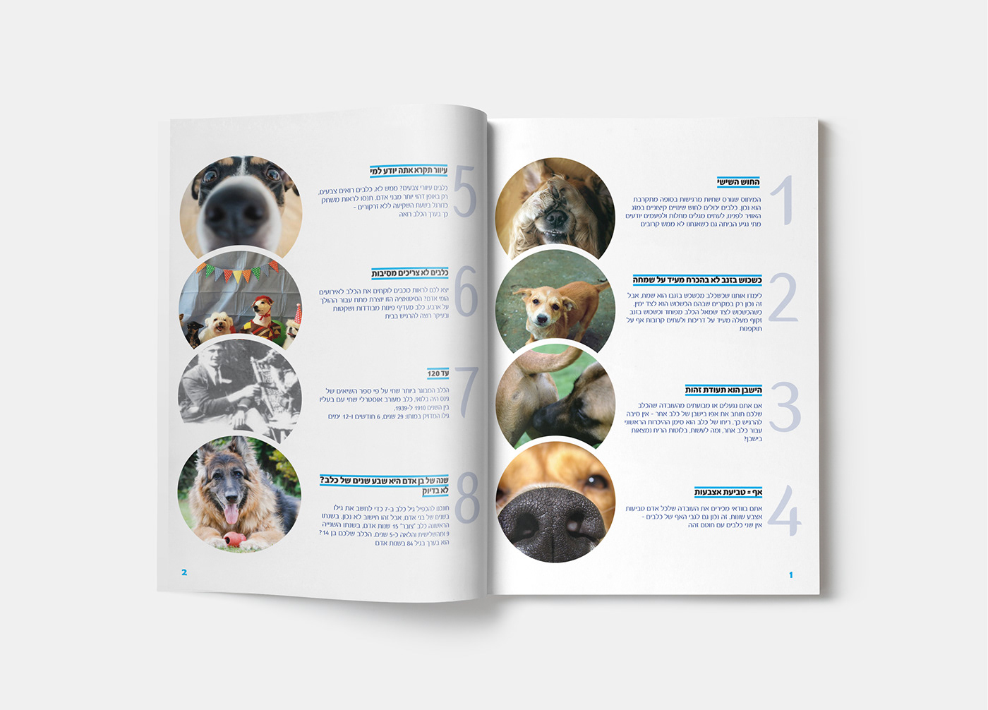 Entry 216956 in 15 Facts about Dogs by ענבר סיני עיצוב גרפי