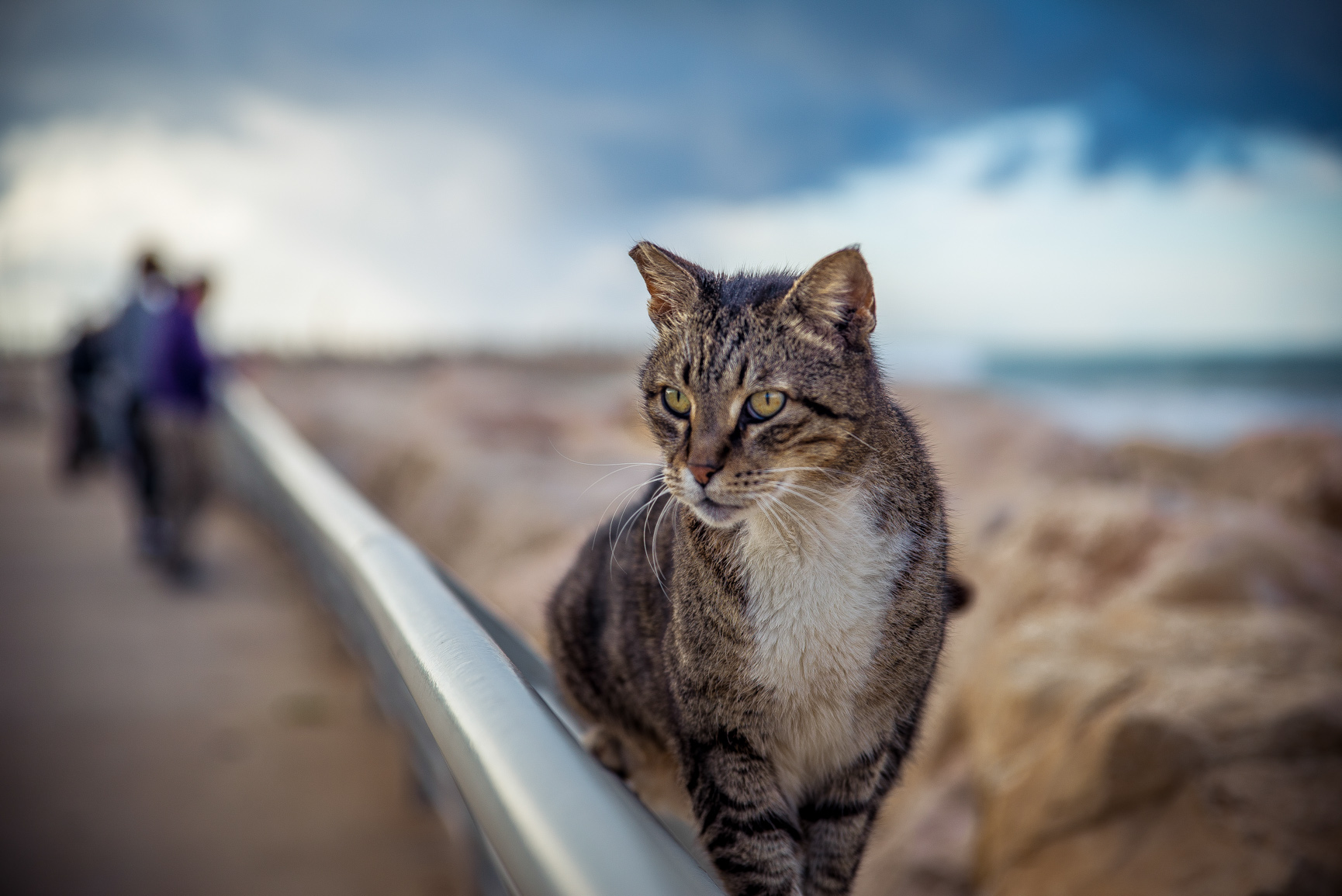 Entry 118998 in Animals by Ron Stollman Photography