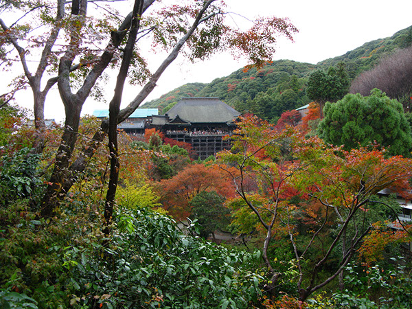 Entry 111304 in Japan Autumn leaves by Sweet-Art