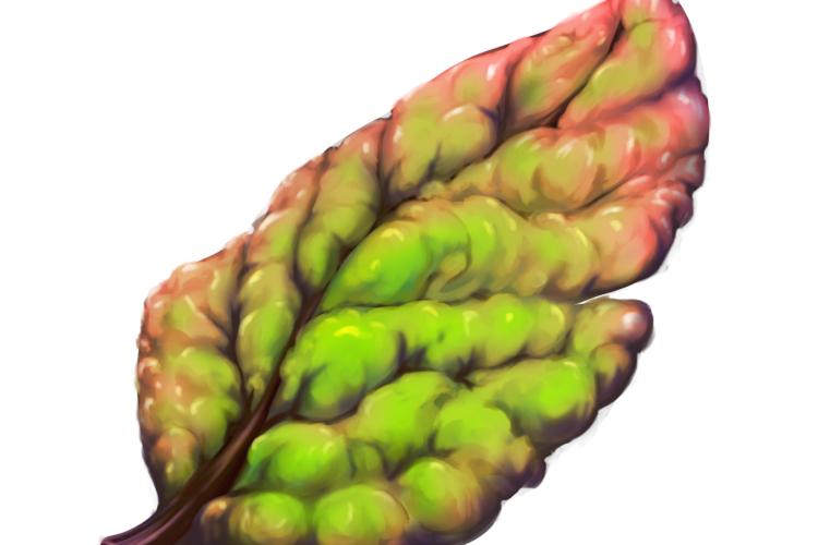 Open Zoomed Related Entry Leaf copy.png