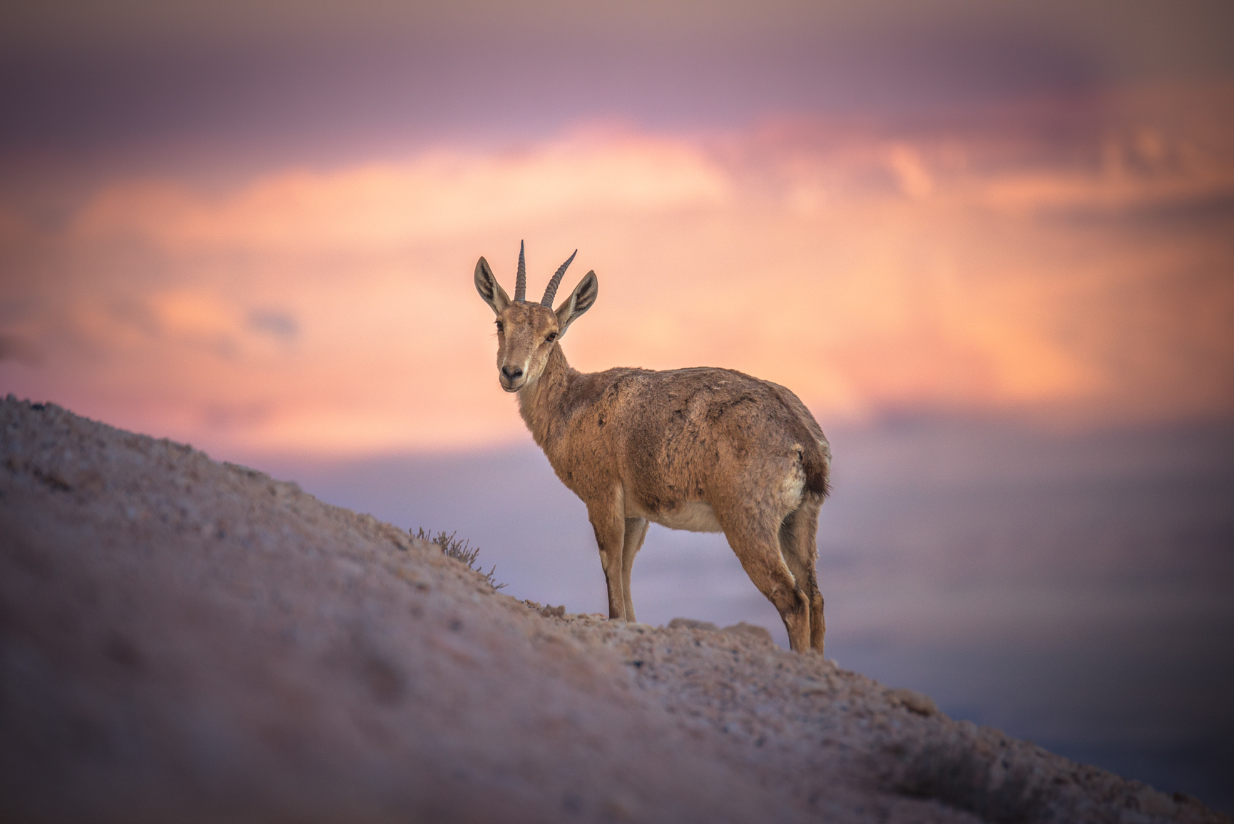 Entry 118999 in Animals by Ron Stollman Photography