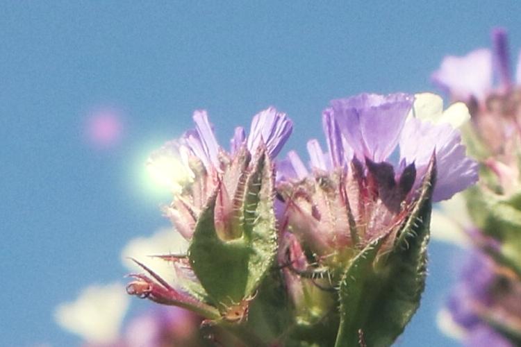 Open Zoomed Related Entry Enlight4.JPG
