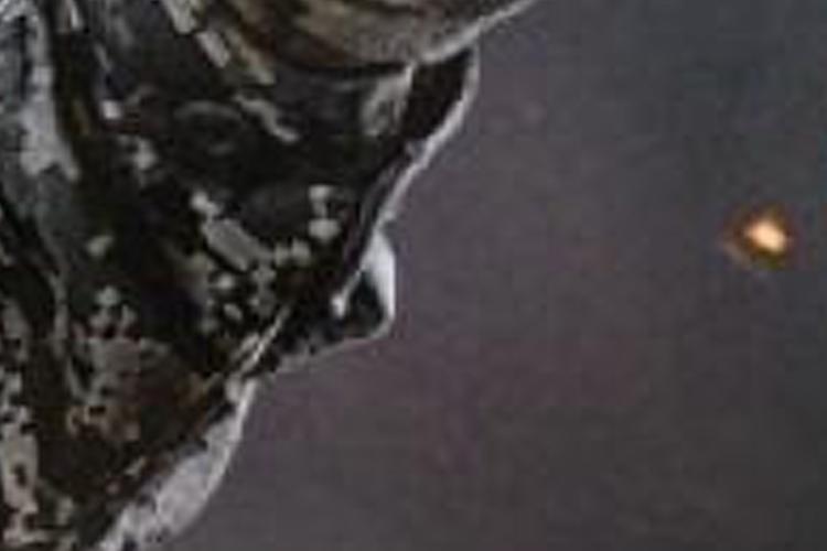 Open Zoomed Related Entry 2.jpg