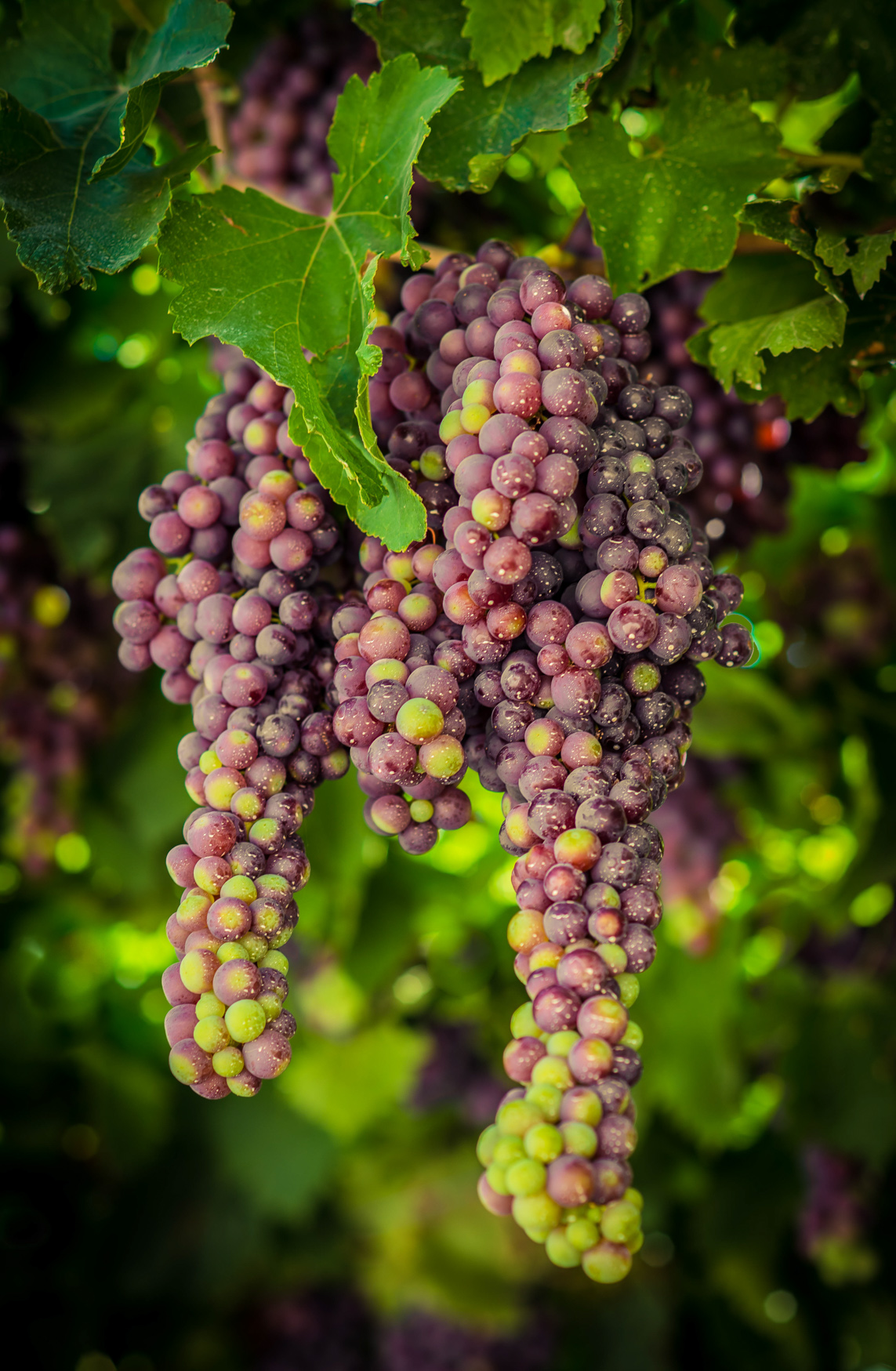 Entry 121515 in Miscellaneous by Ron Stollman Photography