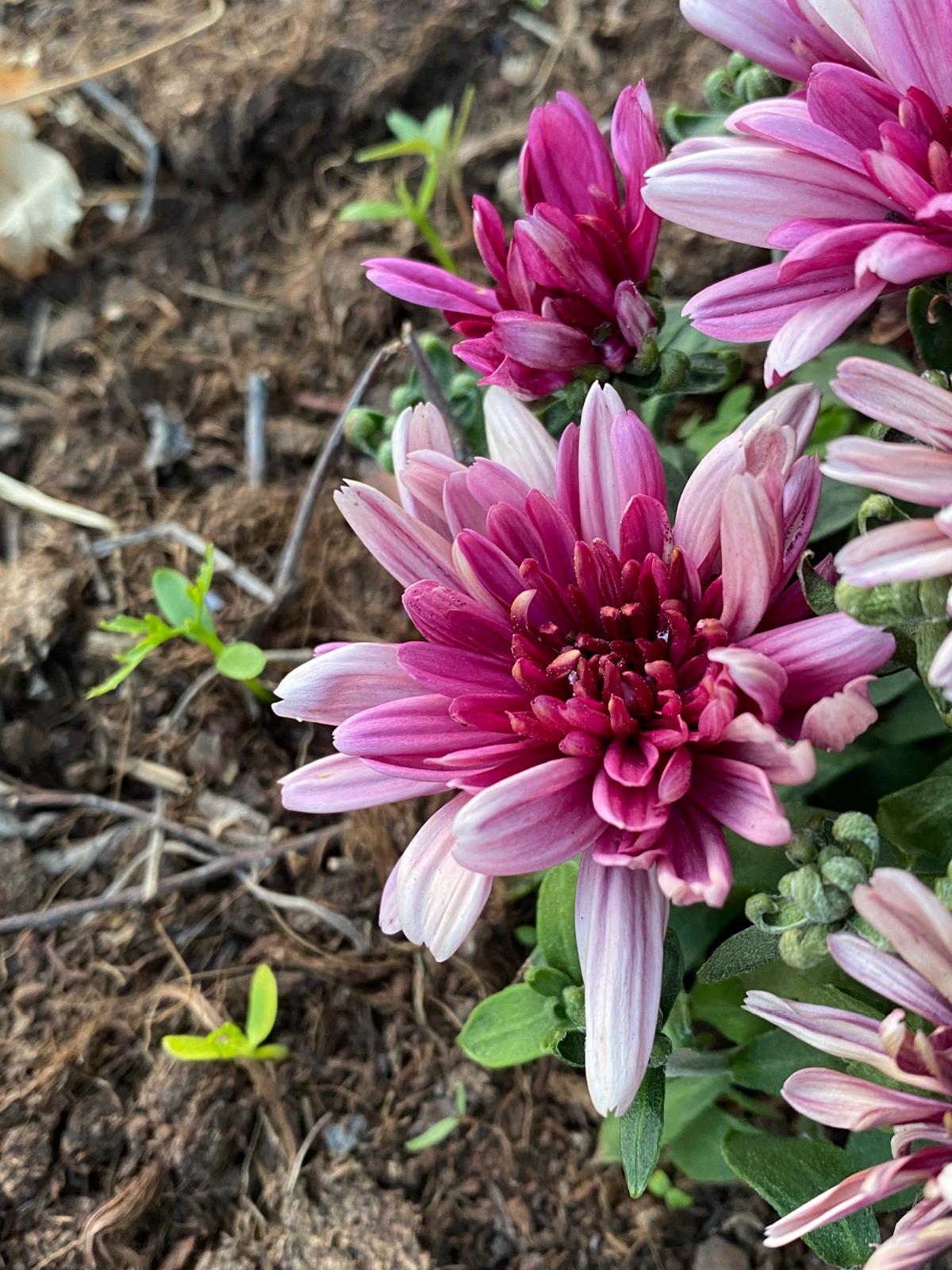 Entry 349337 in Portfolio by מולטי חווה