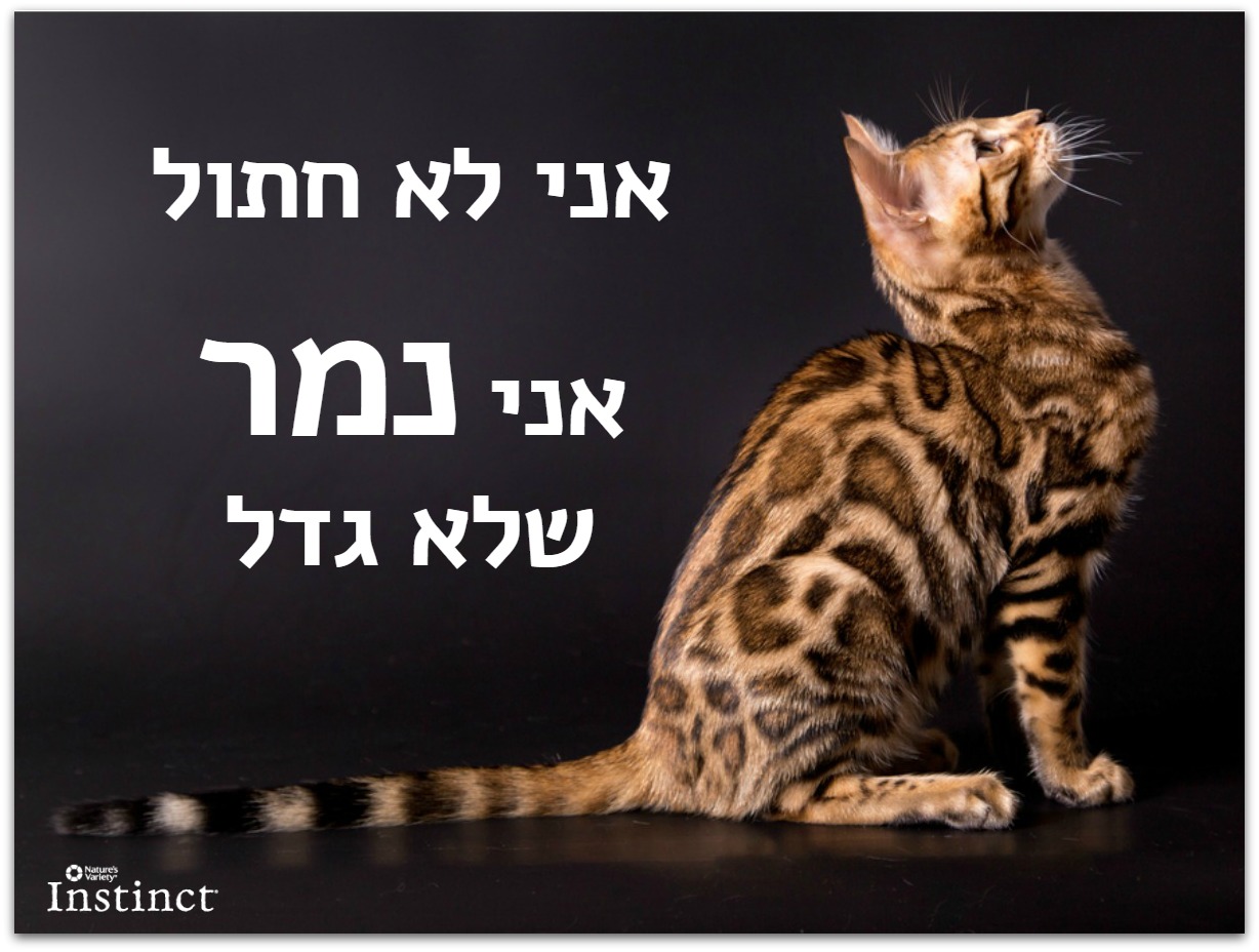 Entry 87285 in בעלי חיים :) by Orit Slama
