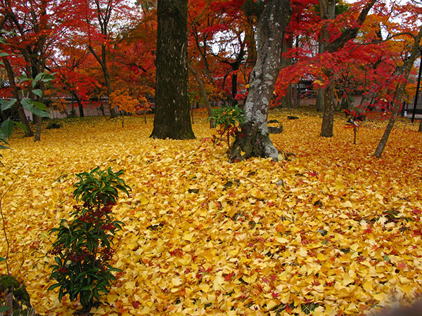 Entry 111286 in Japan Autumn leaves by Sweet-Art