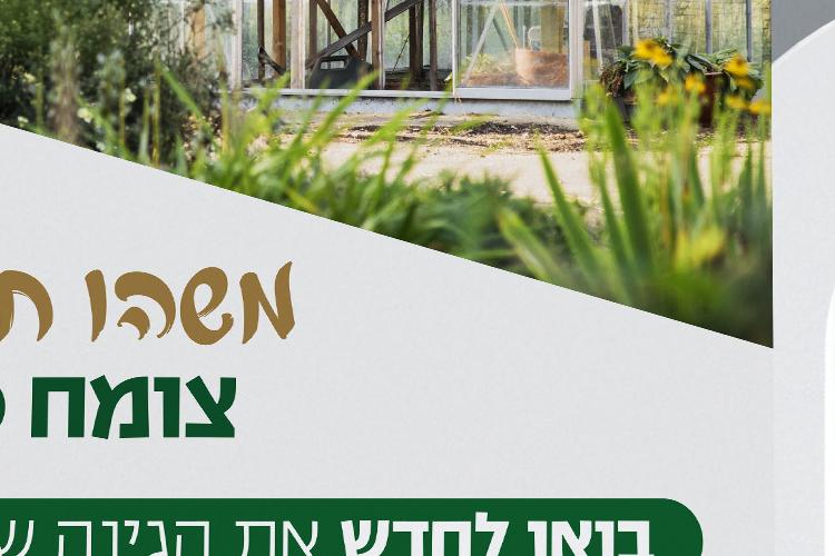 Open Zoomed Related Entry שתילי הכפר.jpg