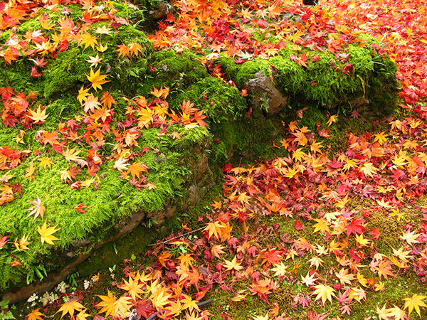 Entry 111279 in Japan Autumn leaves by Sweet-Art