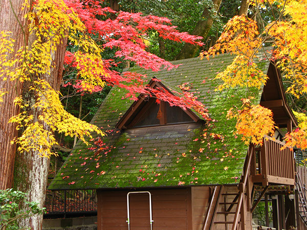 Entry 111280 in Japan Autumn leaves by Sweet-Art