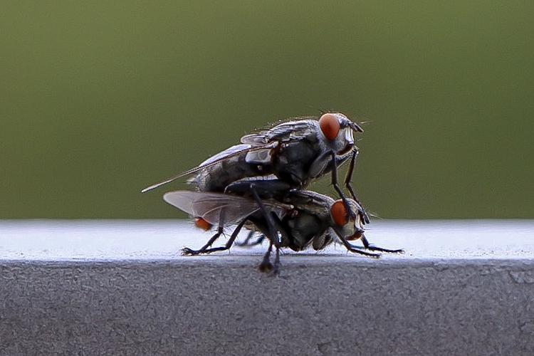 Open Zoomed Related Entry flys.png