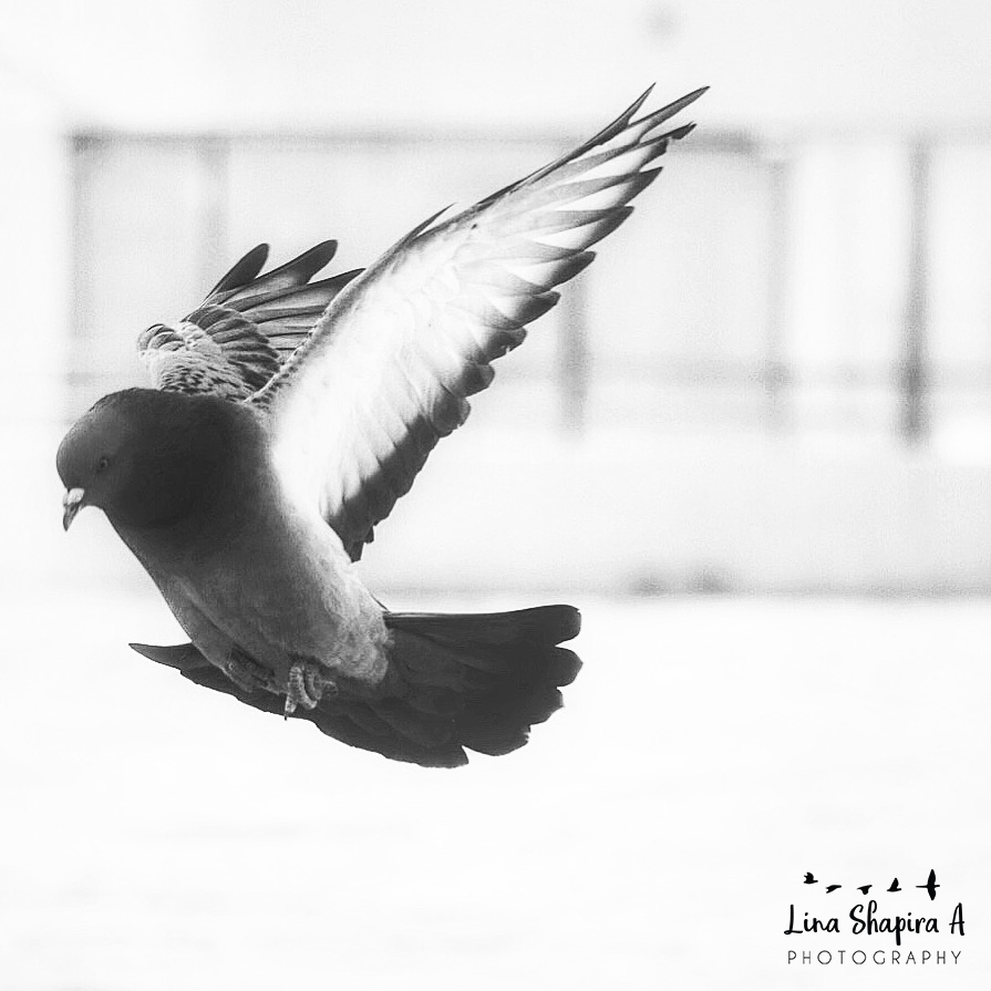 Entry 154035 in Portfolio by Lina Shapira A photography