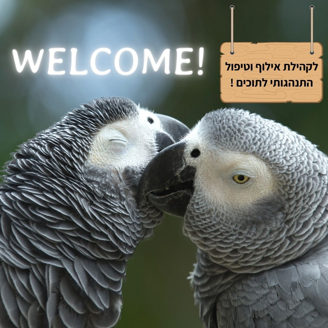 Entry 283107 in אפרת סימון- עיצוב לסושיאל by מירב טל CREATION