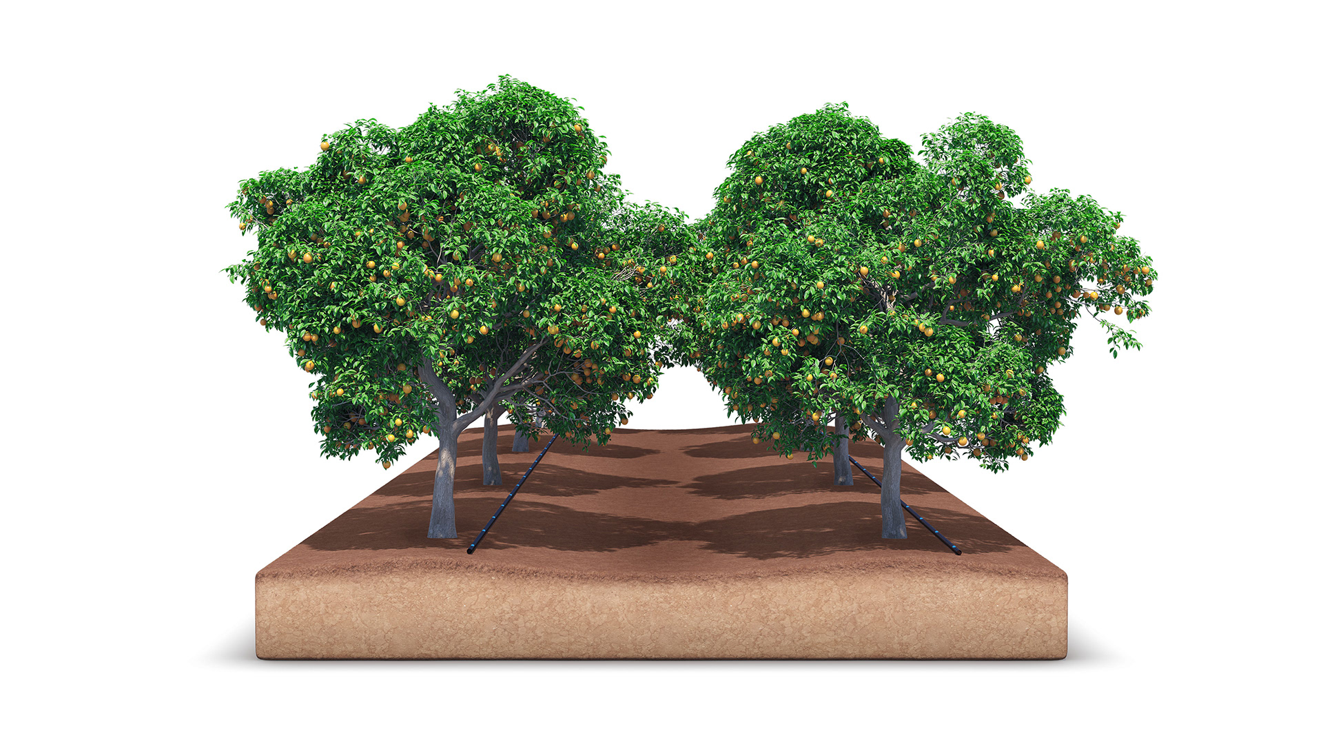 Entry 270828 in Portfolio by Tomer Arbel - הדמיה ממוחשבת