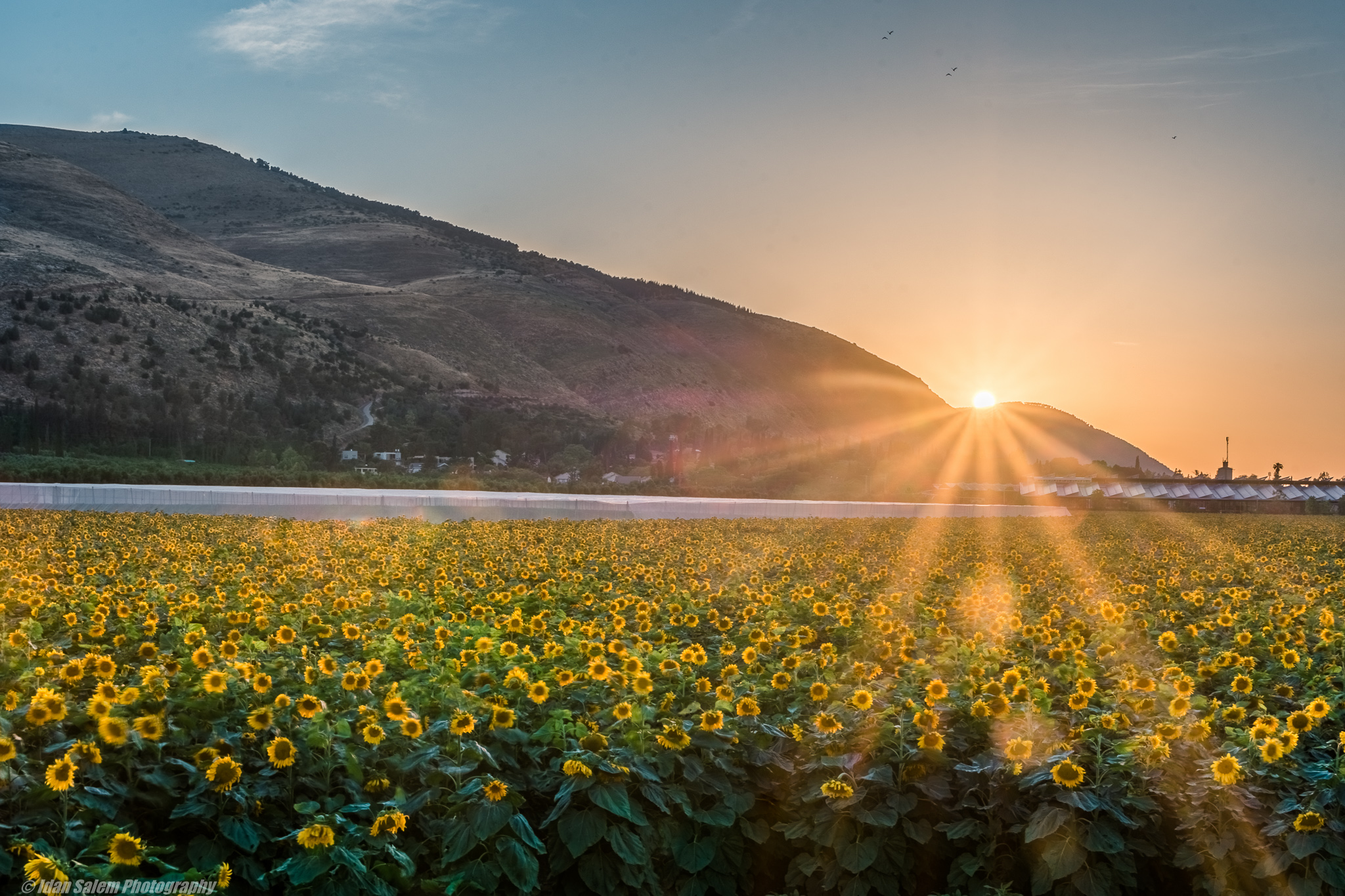 Entry 177277 in Portfolio by Idan Salem Photography