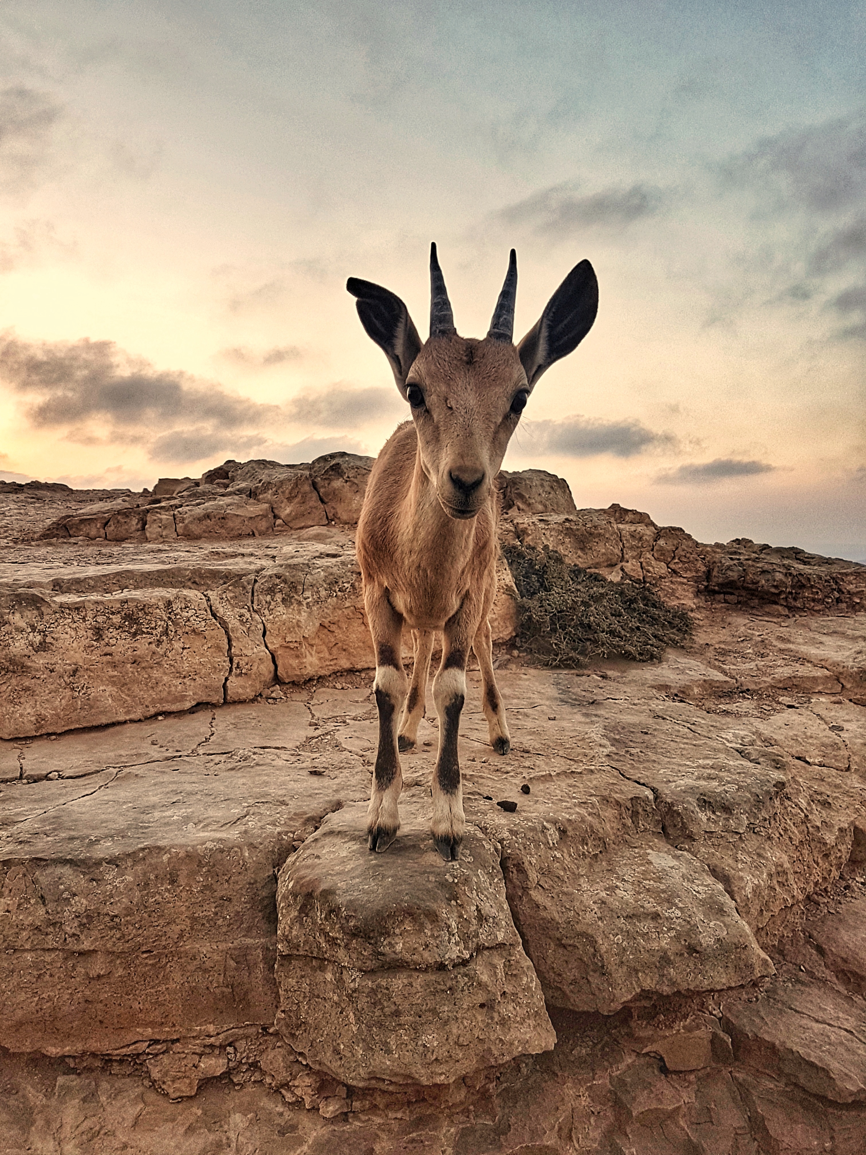 Entry 209479 in Portfolio by Udi Dror Photography