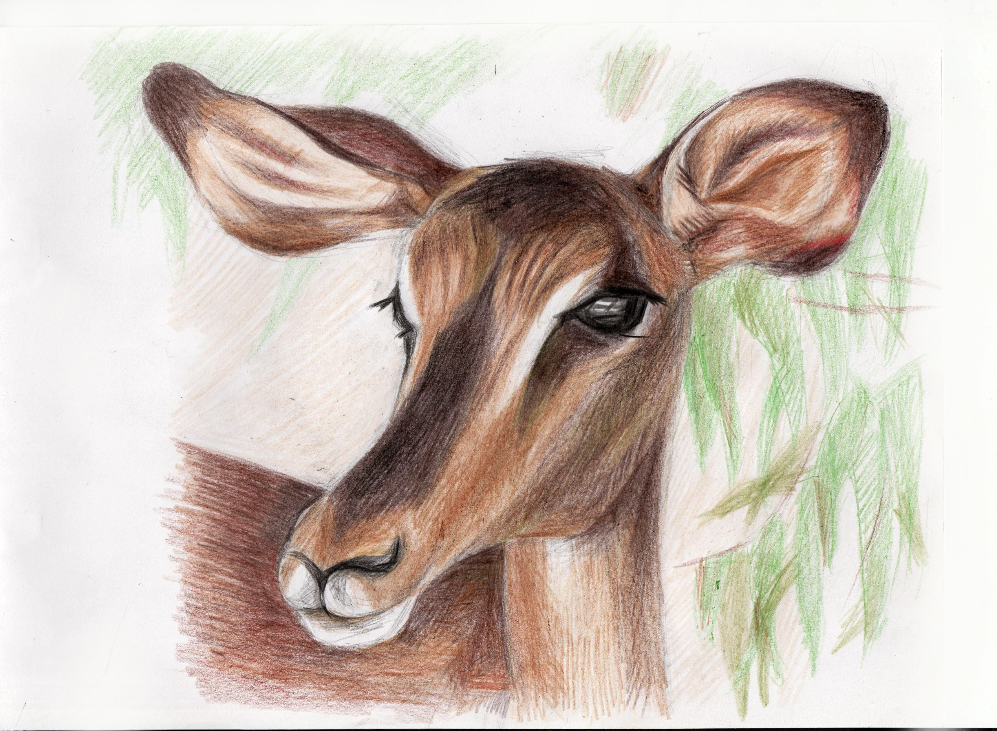Entry 123533 in drawing by ArtLine