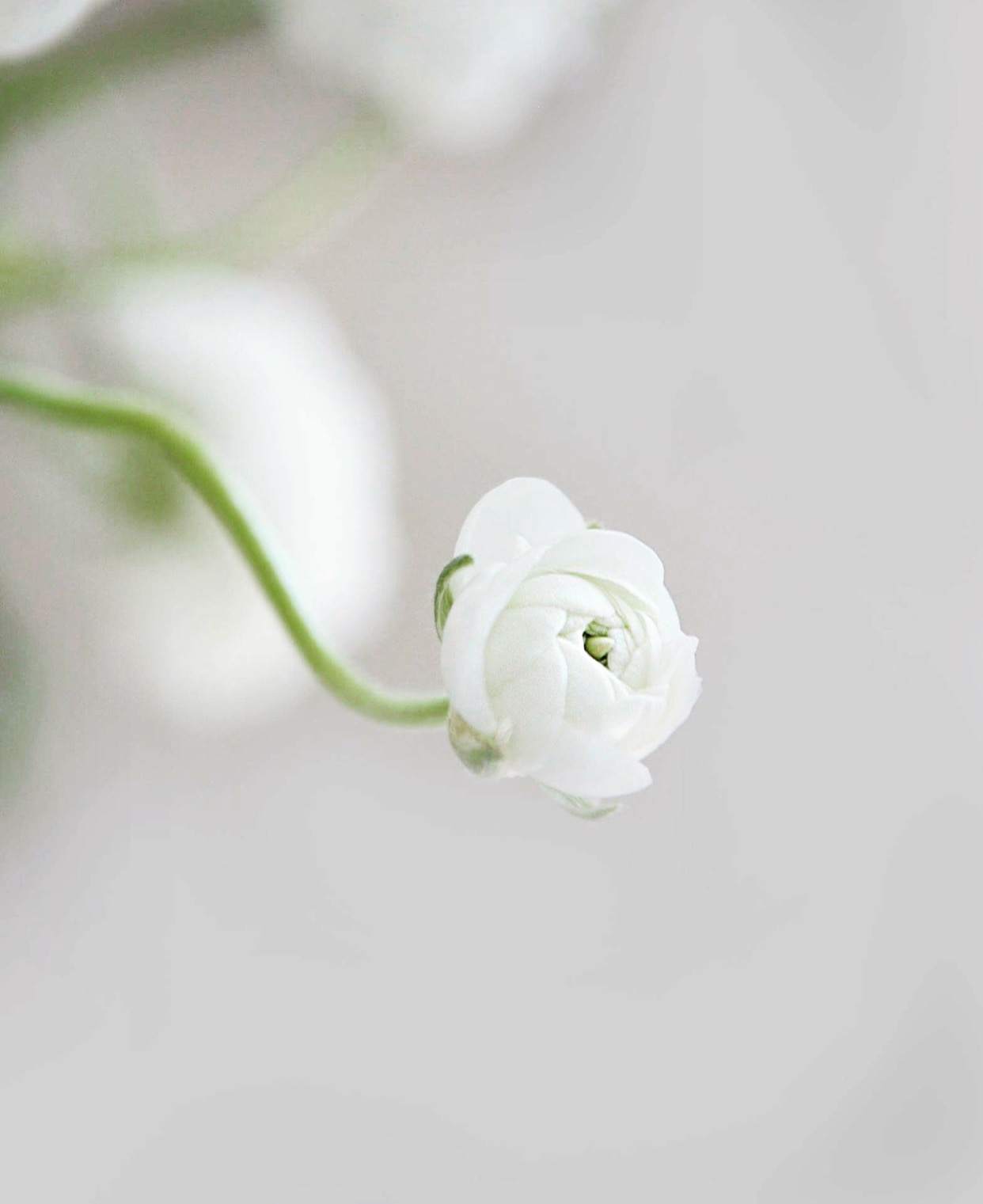 Entry 212012 in Portfolio by Yesterday is Forever Photography