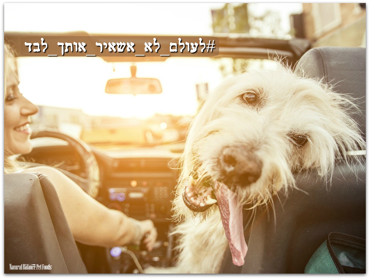 Entry 87282 in בעלי חיים :) by Orit Slama