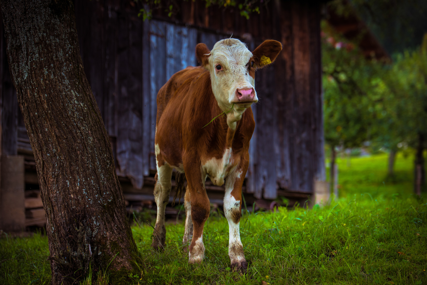 Entry 119001 in Animals by Ron Stollman Photography