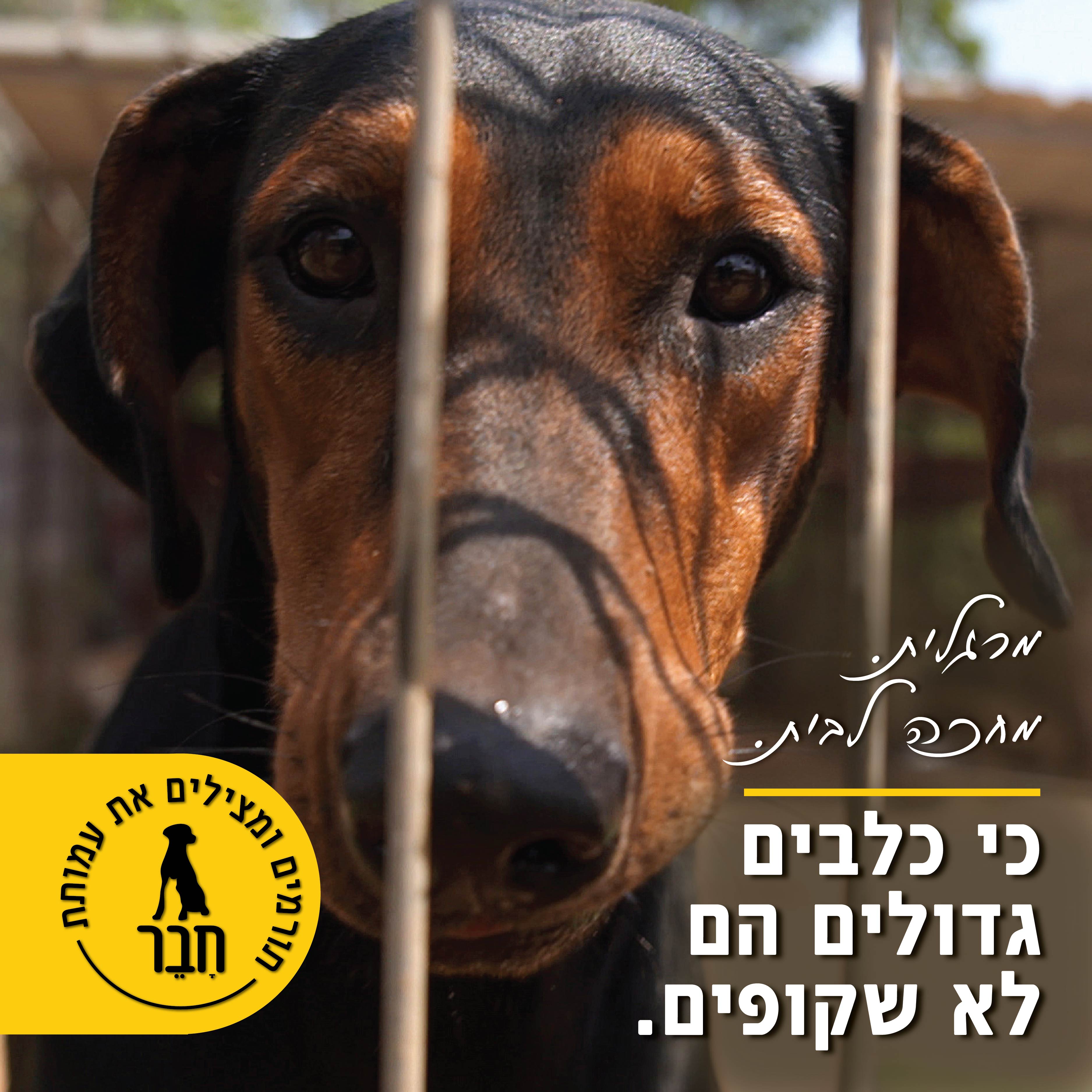 Entry 230586 in עיצוב למען בע"ח והסביבה by inbe Graphic Design