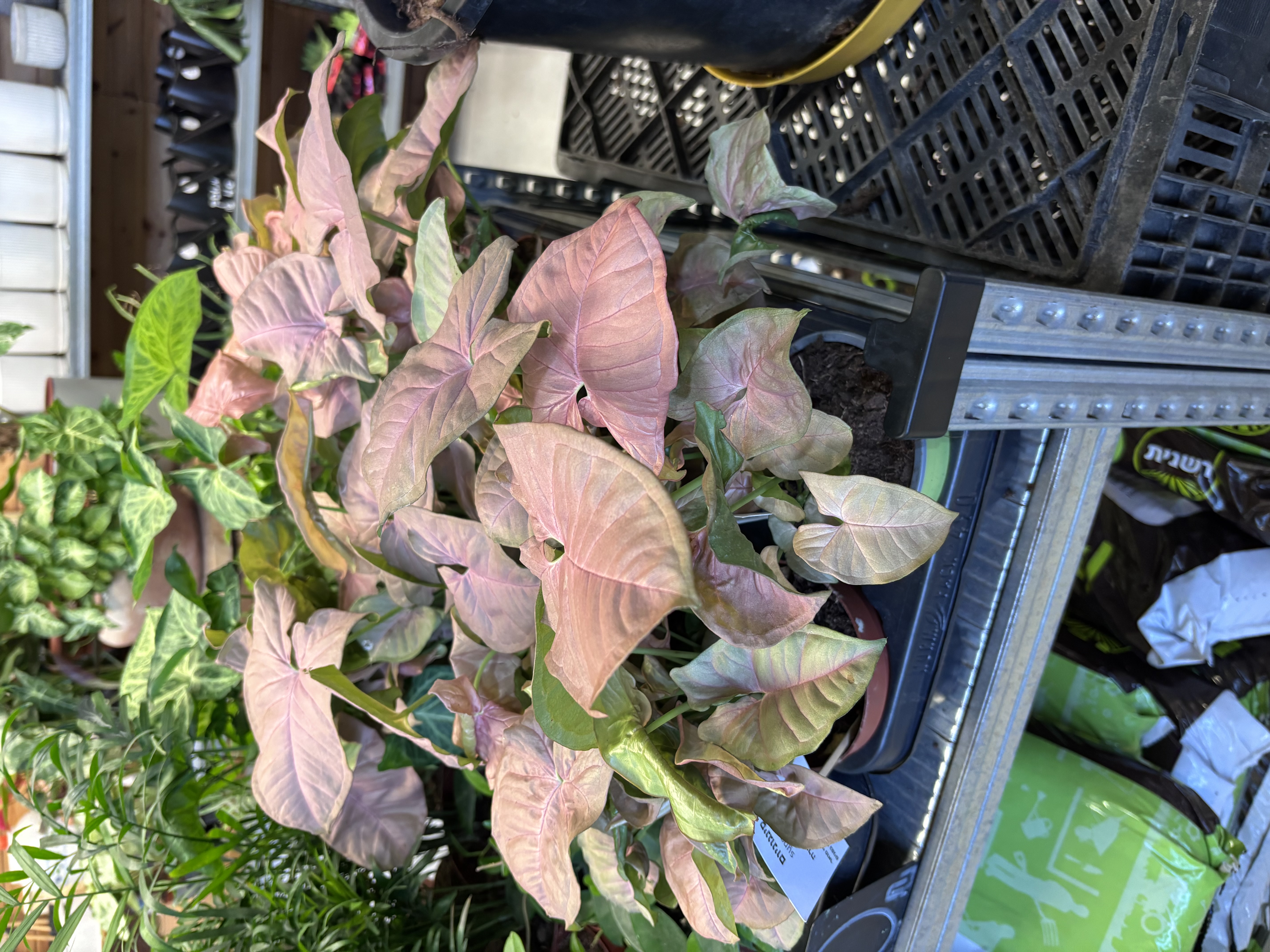 Entry 347605 in Portfolio by אלכסנדרה צ׳ורנייה